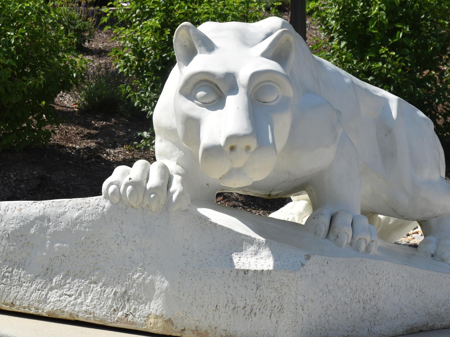 Summer Lion York