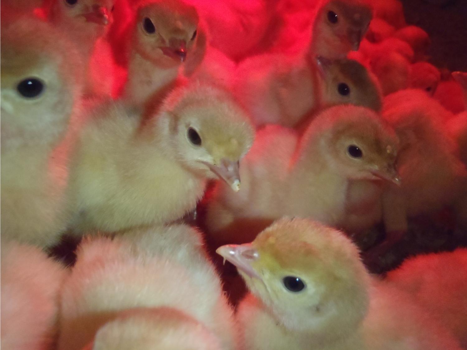 turkeys under heat lamp