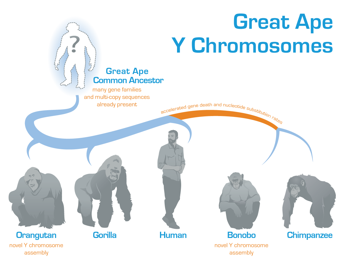 Tree showing great ape Y chromosome evolution