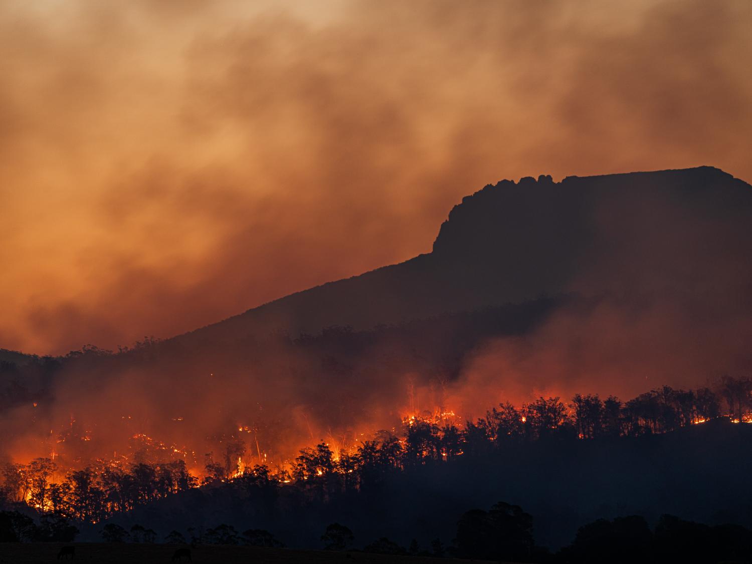 wildfire