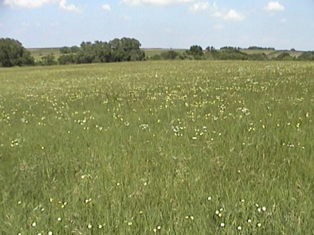 transition awn to meadow
