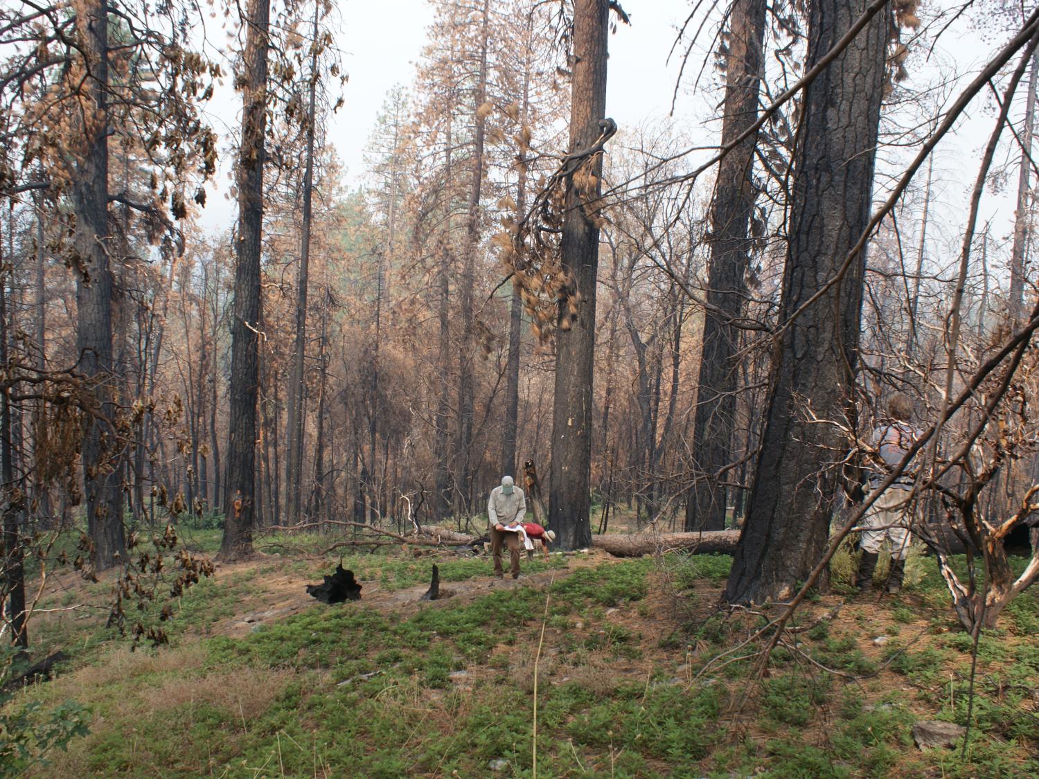Researchers measure post-fire carbon emissions in Yosemite National Park.