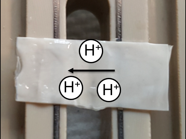 protein membrane