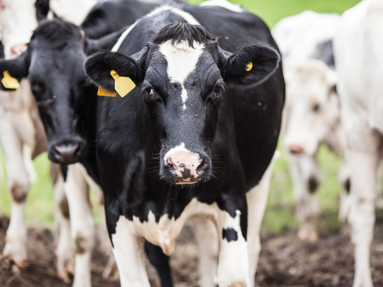 dairy cows