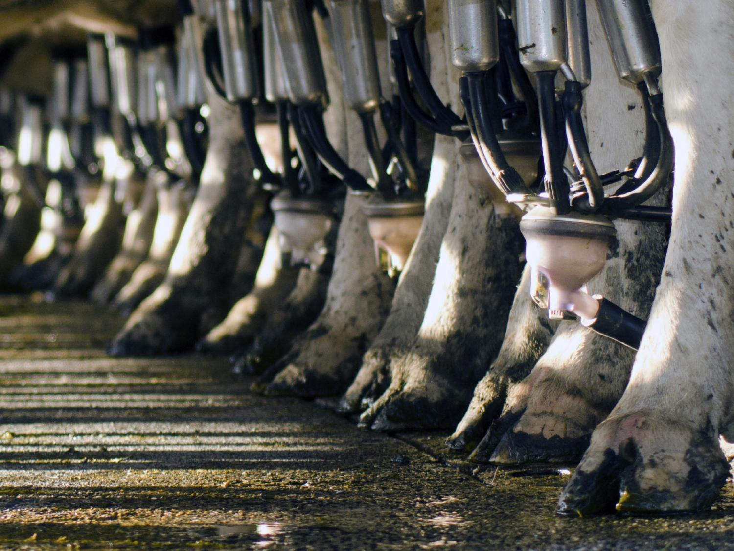 cows milking machine