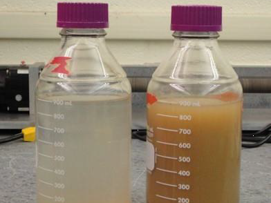 Moringa seeds provide a natural alternative to expensive water treatments.