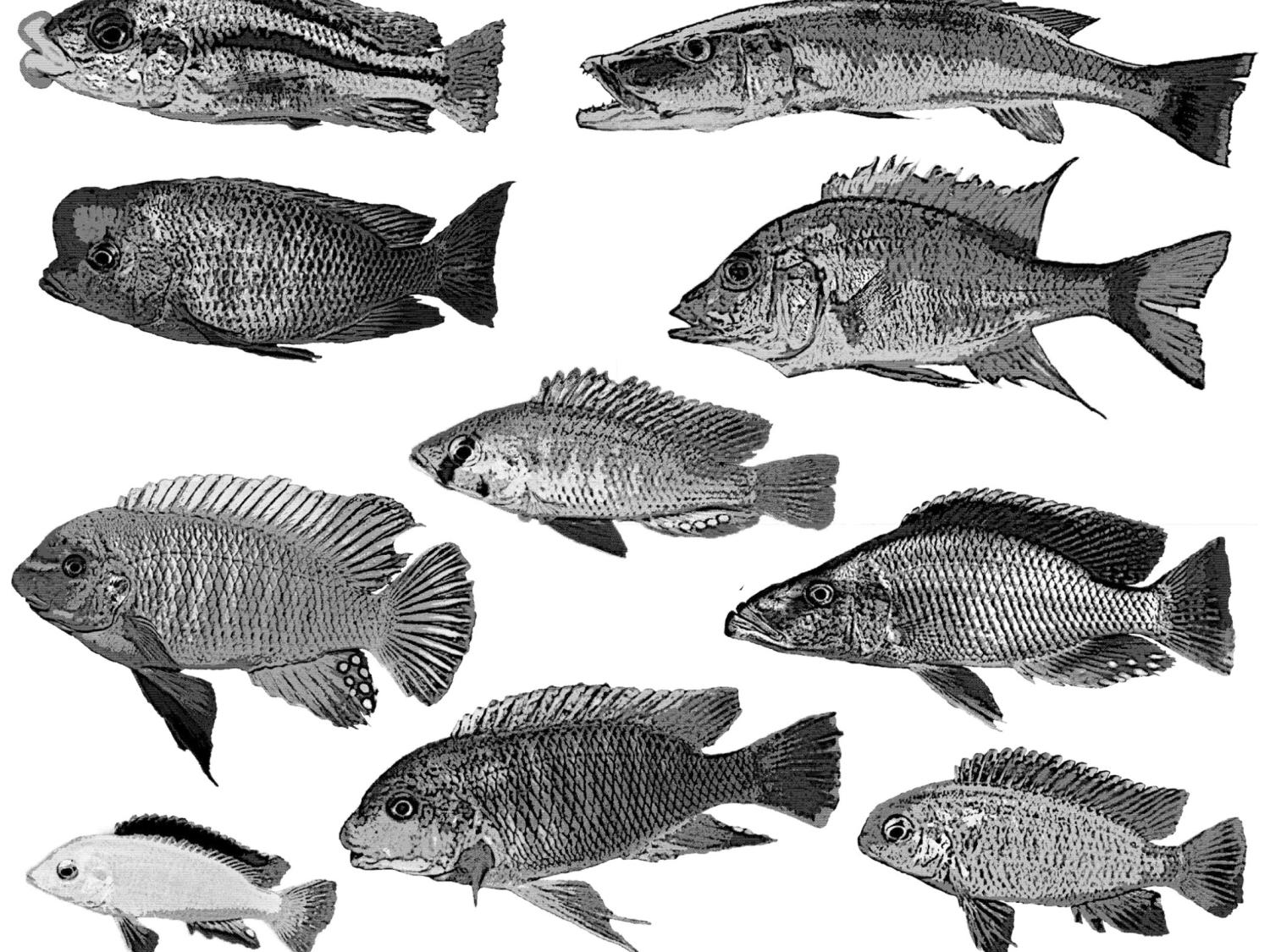 fish illustrations