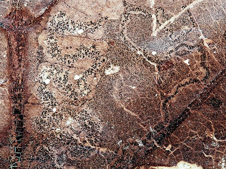 Fossil of moth on sycamore