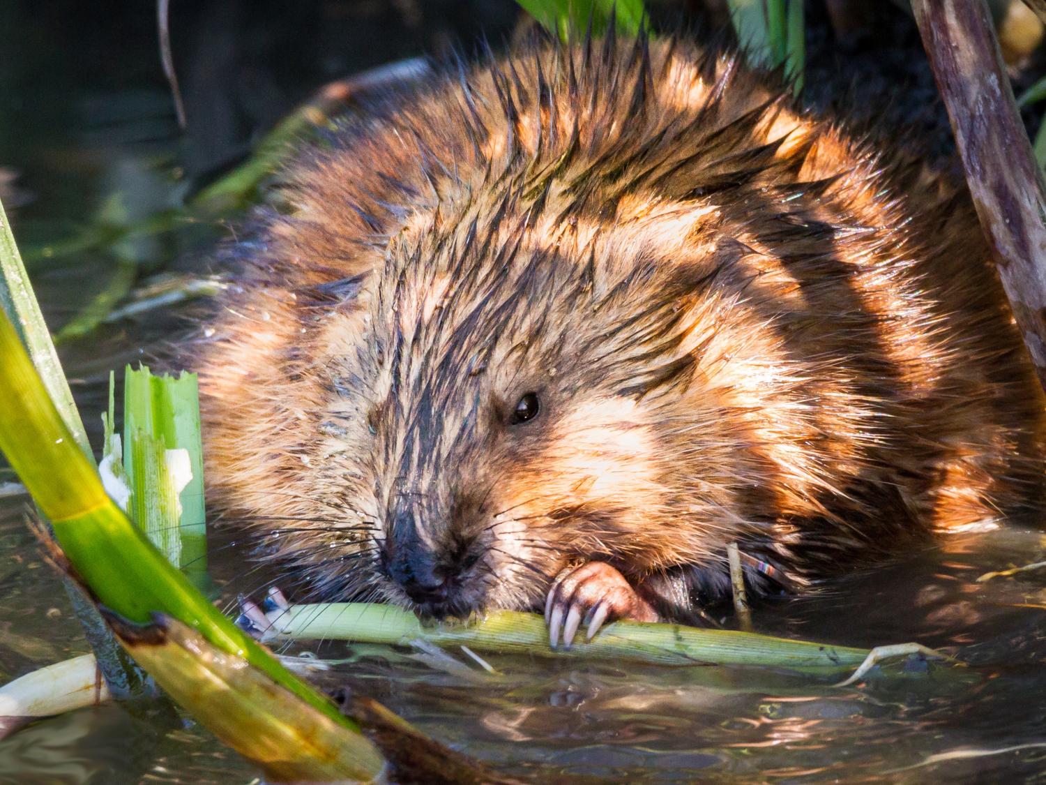 muskrat close-up