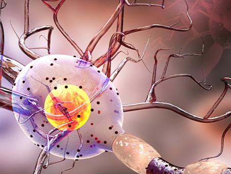 Microscopic view of nerves