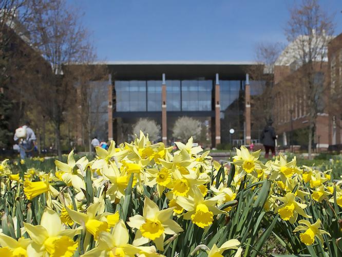 Yellow daffodils along Shortlidge Mall with the Chemistry and Huck Life Sciences buildings in the background. 