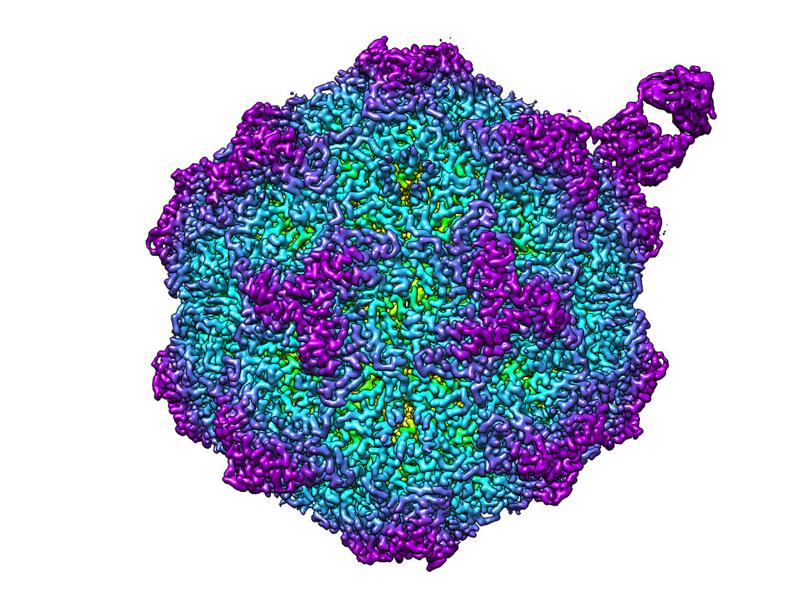 3D schematic of canine parvovirus with an antibody attached