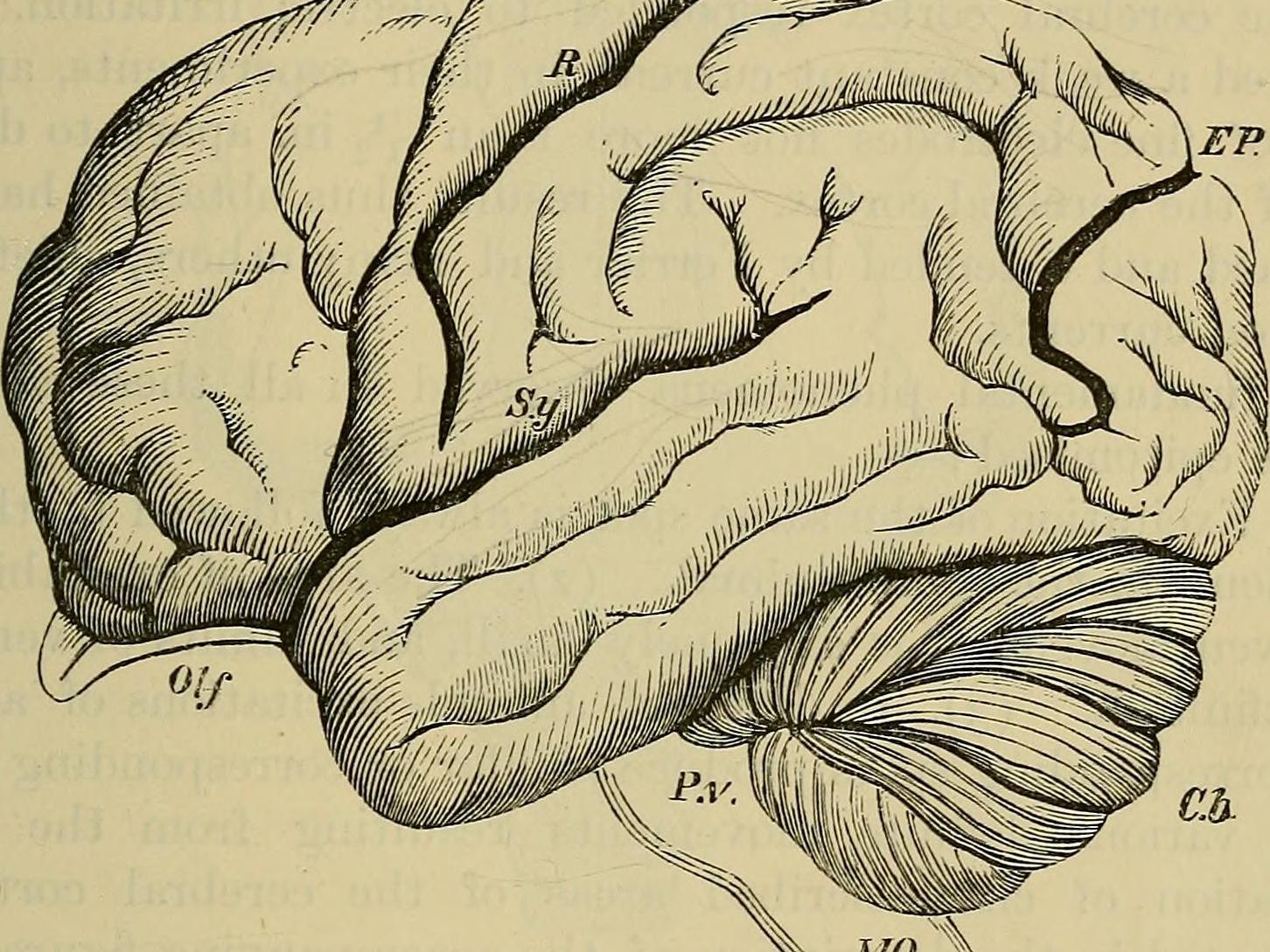 line drawing of a brain from mid 1800s