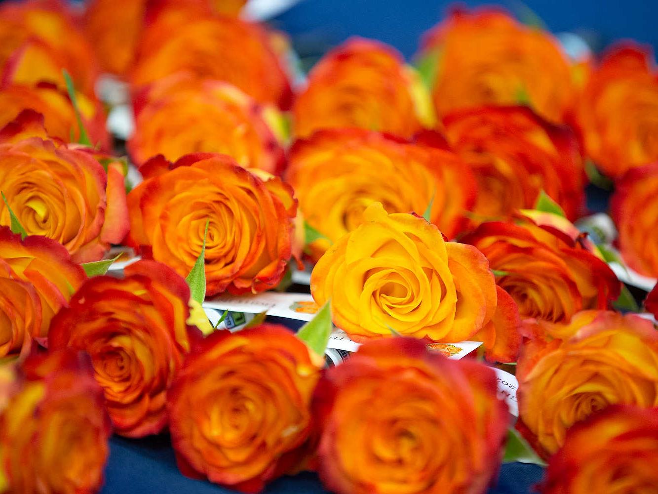 A close-up of several orange-red roses laying on a table. Paper tags are attached to the stem of each one.