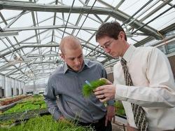 Turfgrass sample