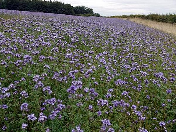 cover crop purple flowers