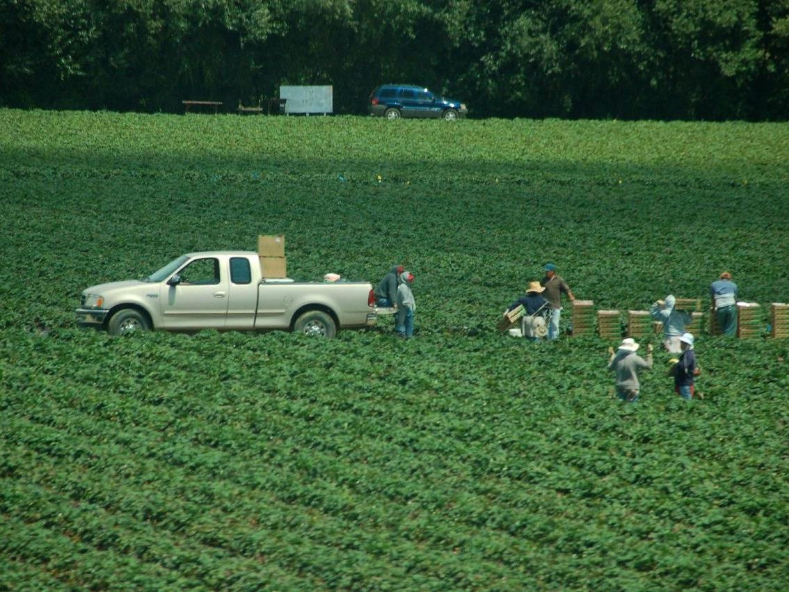 header, fruit pickers