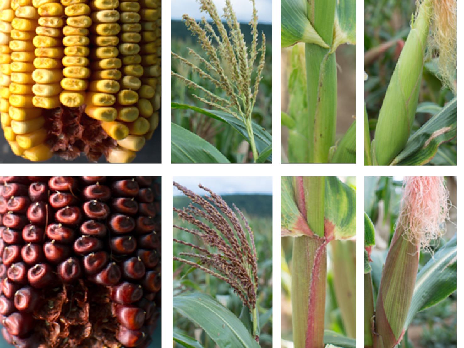 various corn plants