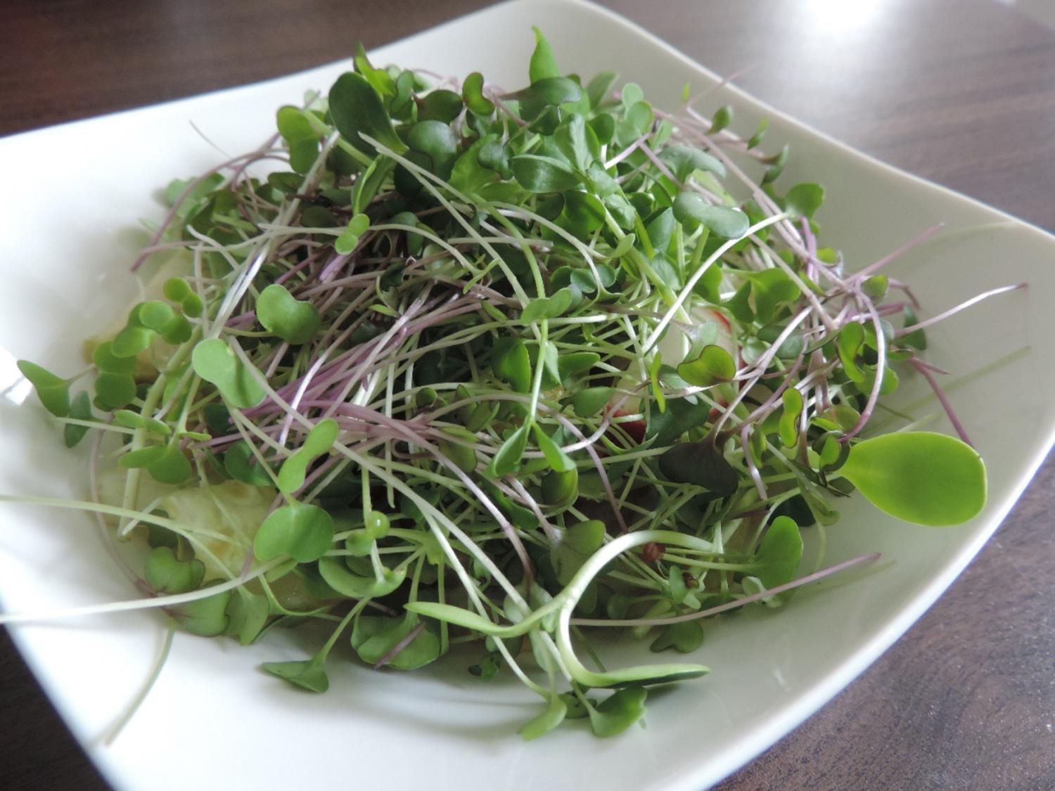 tiny plants salad