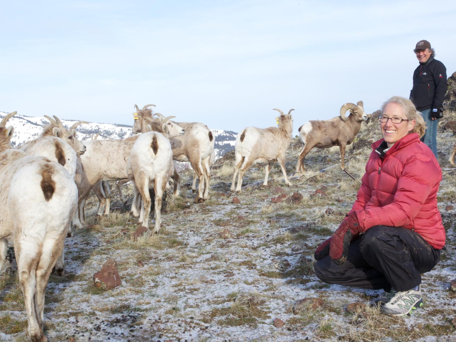 man and woman posing near big horn sheep