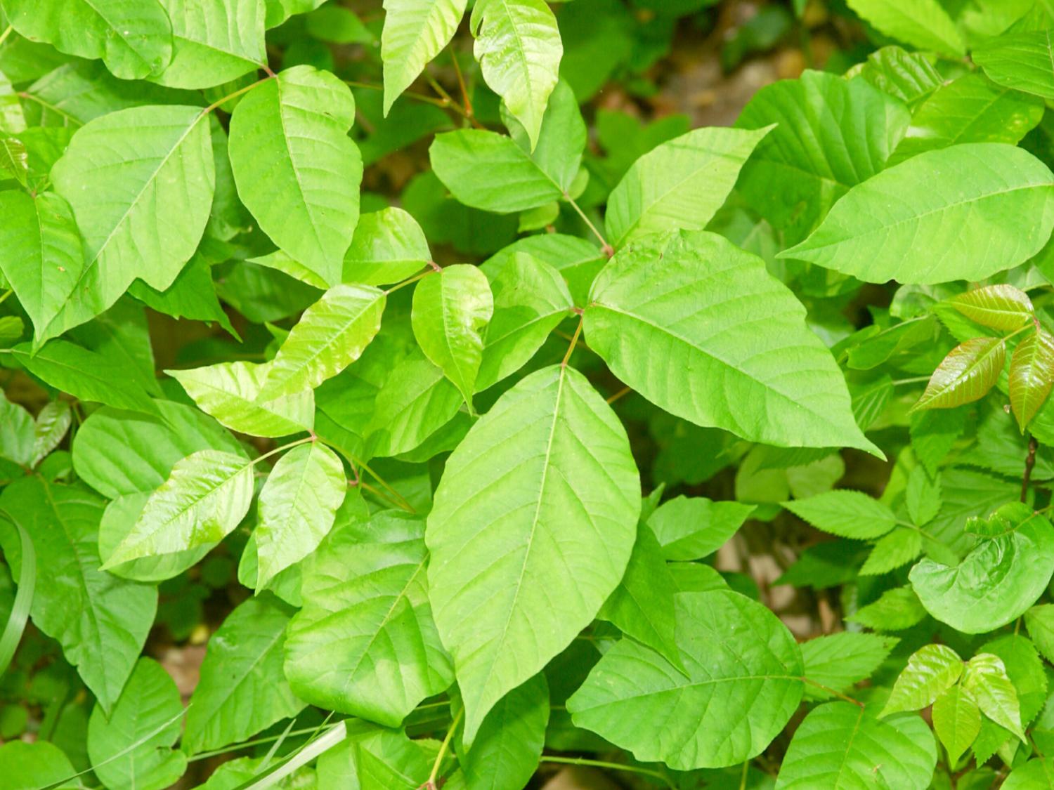 Poison Ivy photograph
