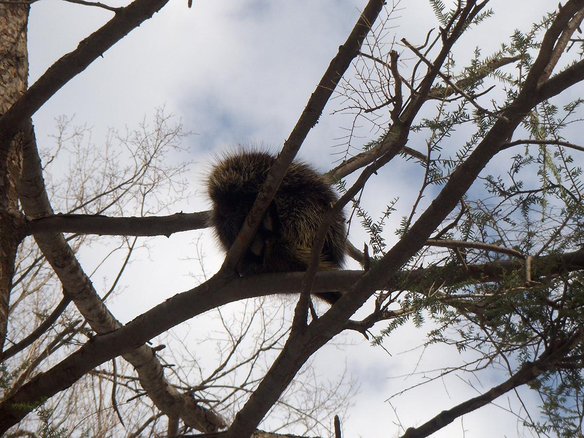 Porcupine in a Tree