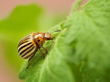 beetle, yellow with black stripes on large green leaf
