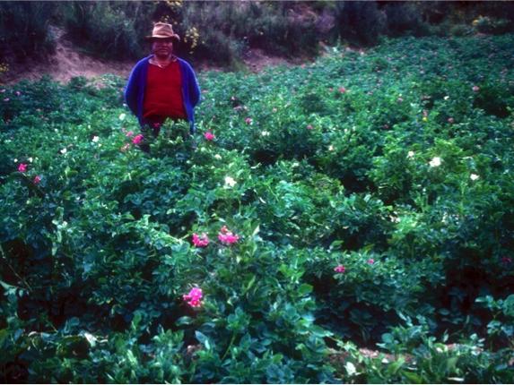 Andean potato fields
