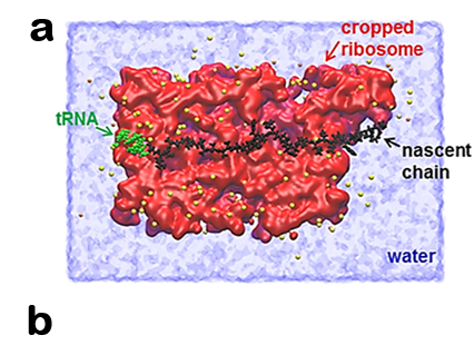 protein synthesis