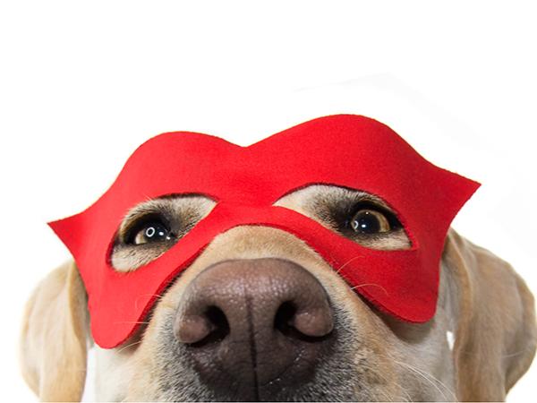 Close up of a dog in a red mask