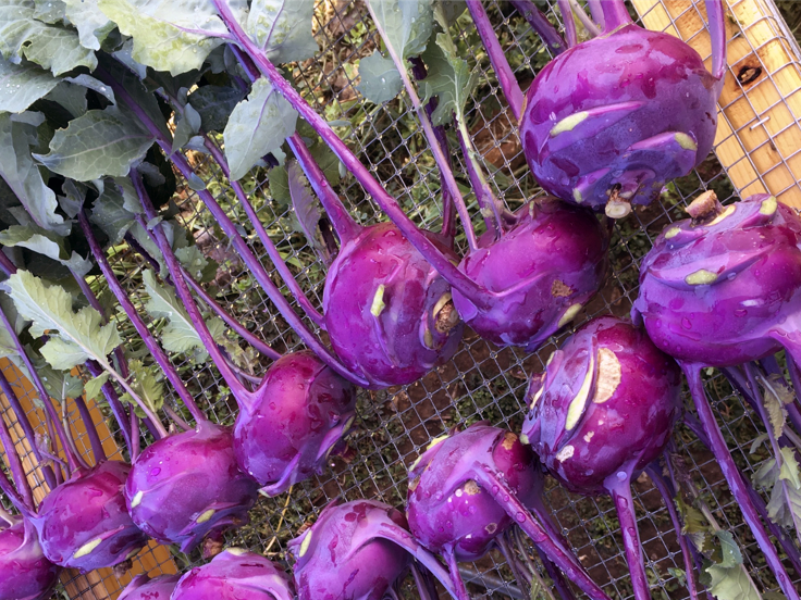purple radish