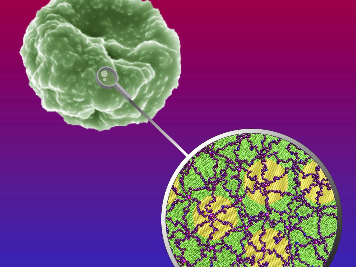 image of red blood cell with knobs and breakout of cytoskeleton network.