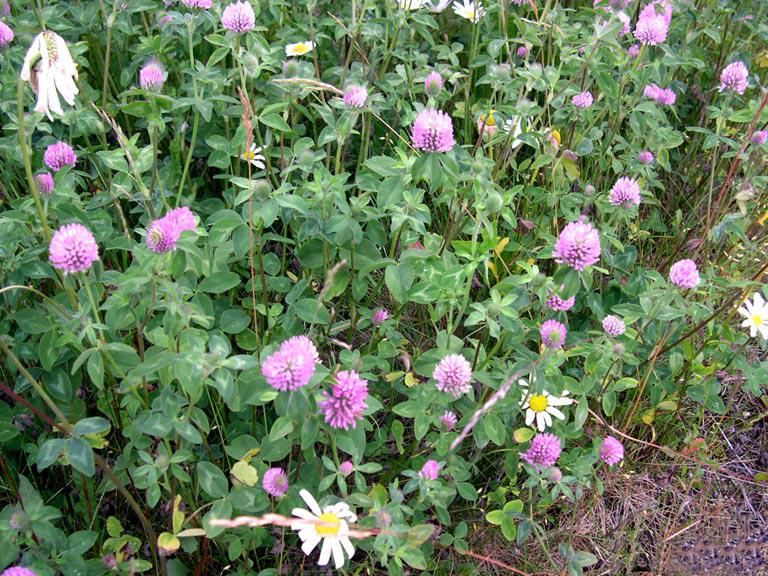 red clover