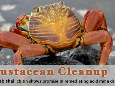 photo of crab