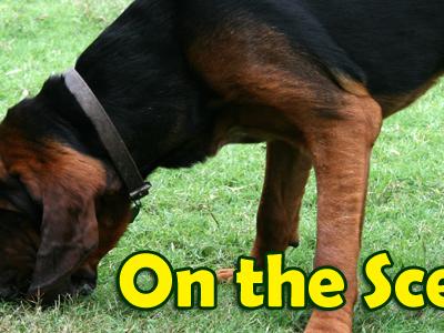 Dog sniffing in grass