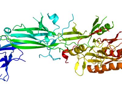 structure of the PAD4 enzyme