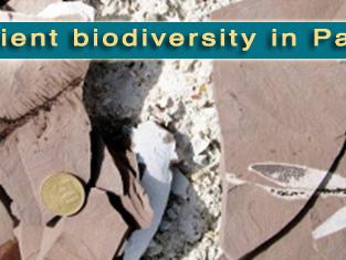 rocks with a coin sitting on top, “Ancient biodiversity”