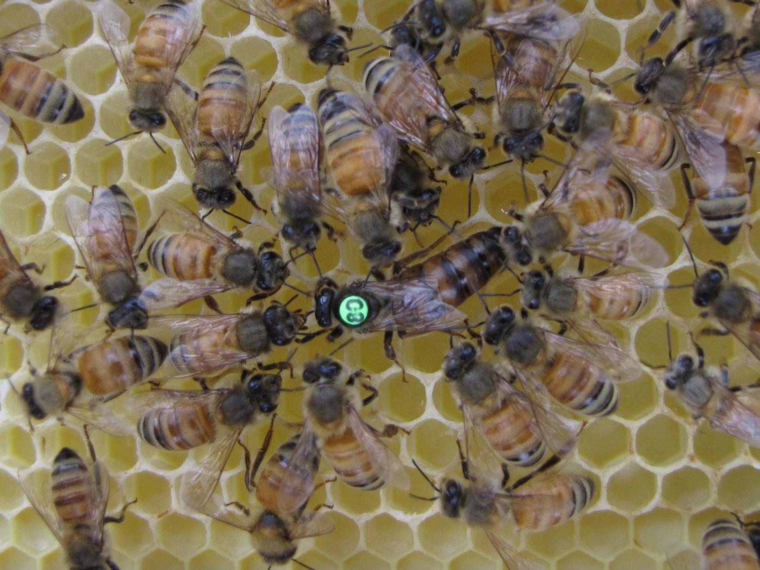 bees on honeycomb
