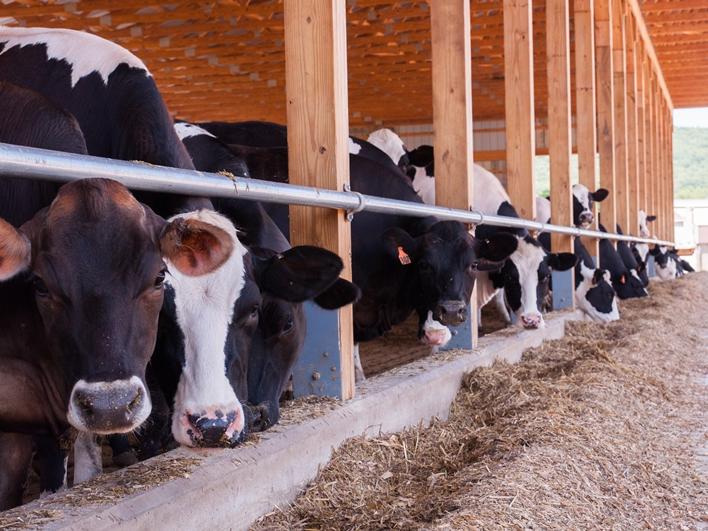 Cows eating hay 