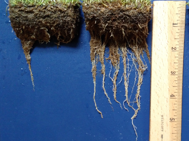 Difference in root length after using Rhizosorb from Phospholutions