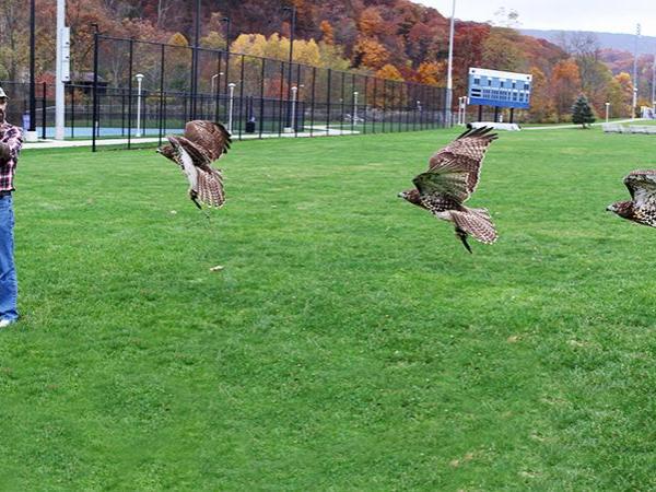 Sam and hawk
