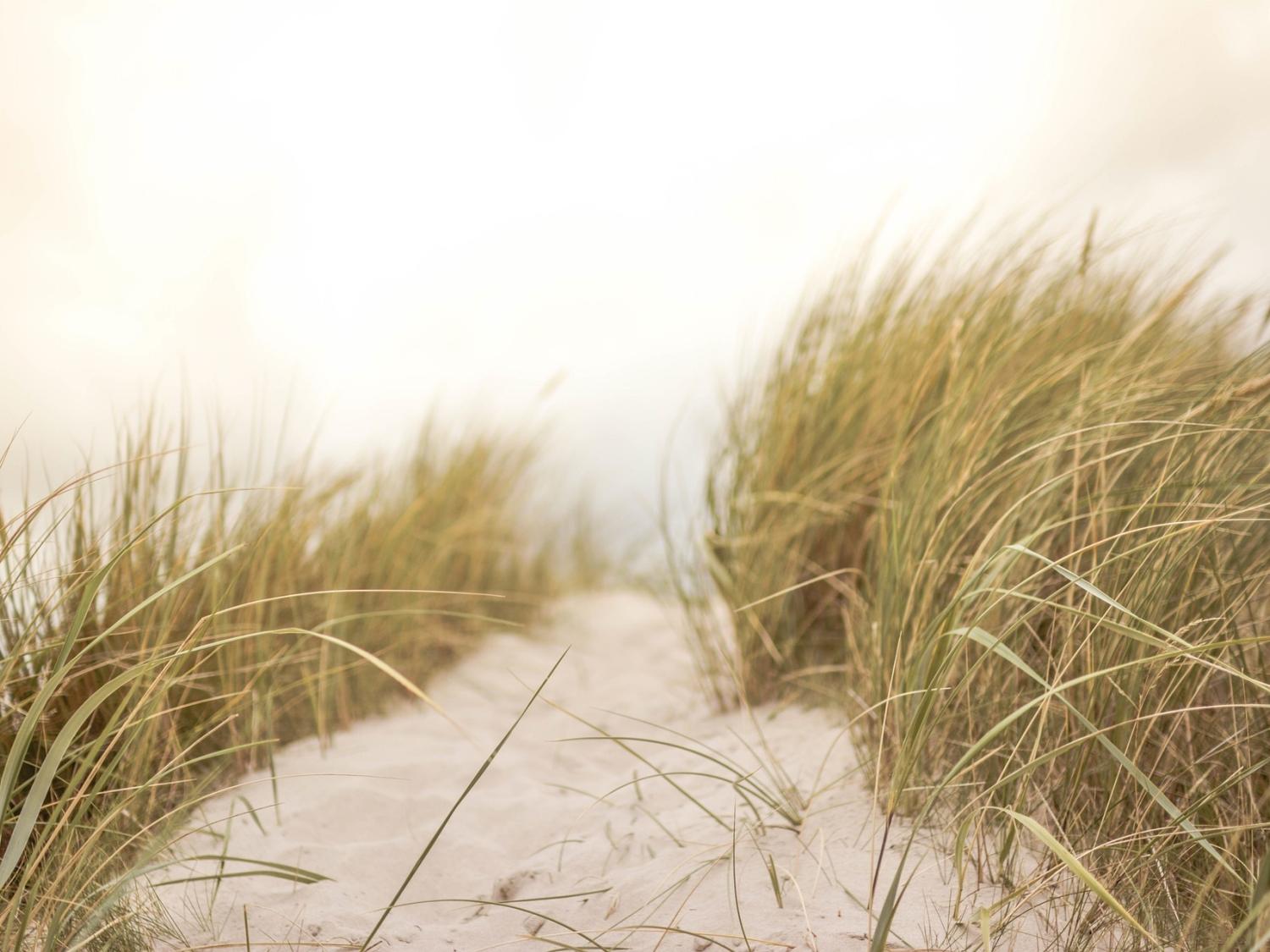 A sand dune and grass