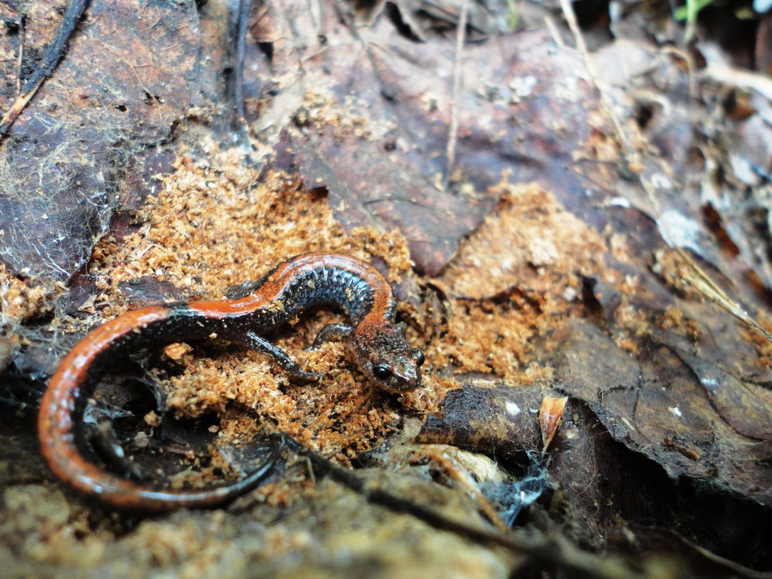 header photo. sandy salamander