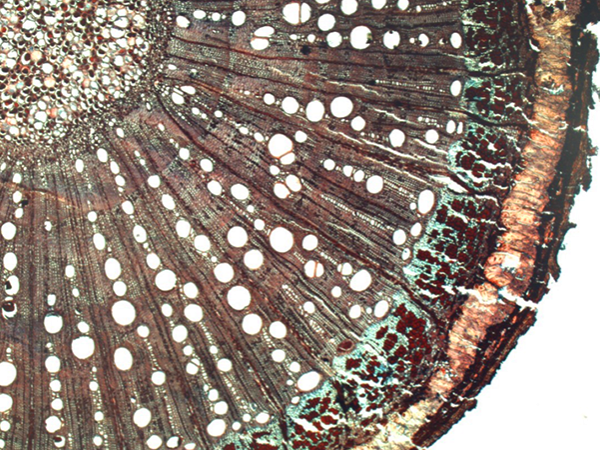 Cross section of Paullinia weinmanifolia