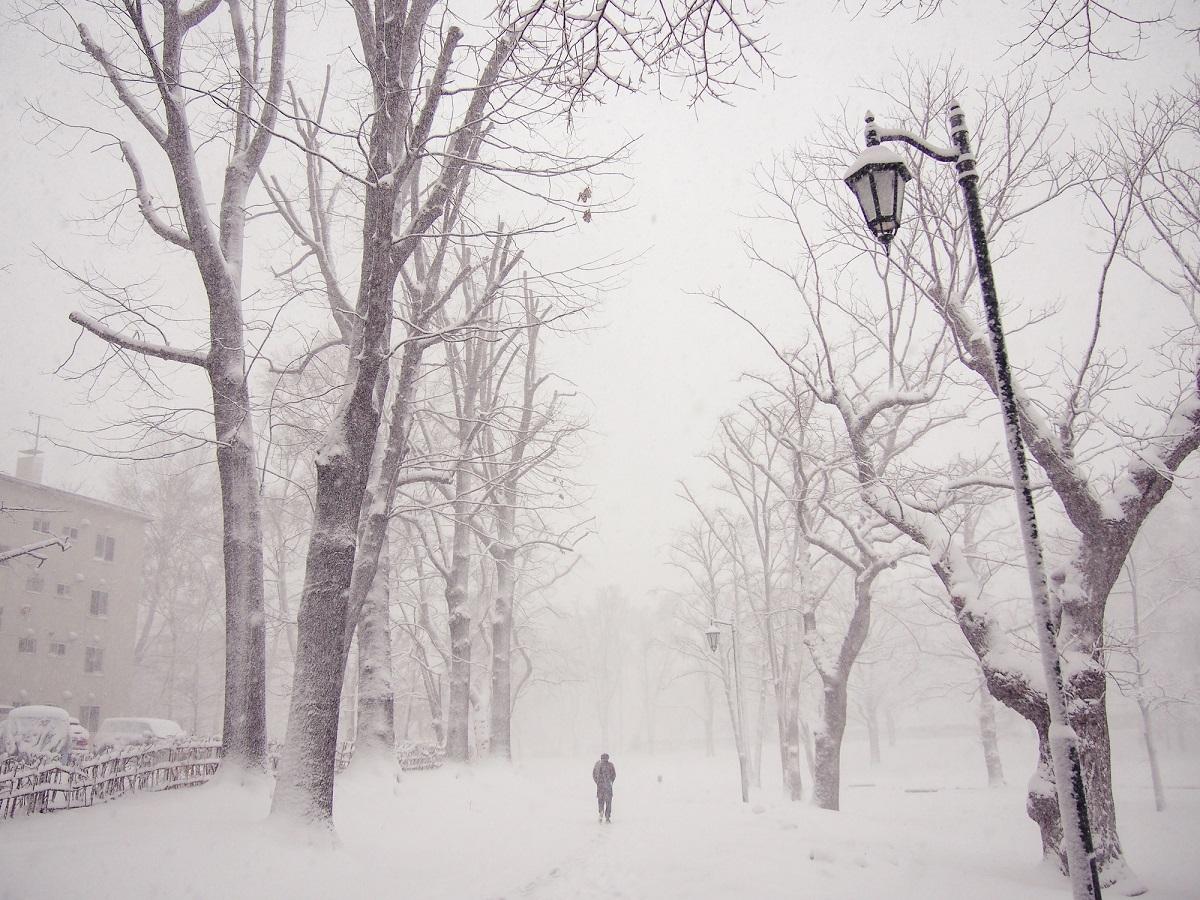 A wintry scene shows bare trees and someone walking.