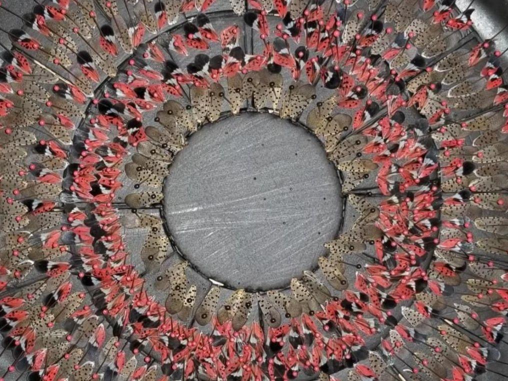 spotted lanternfly wings on a circular mount