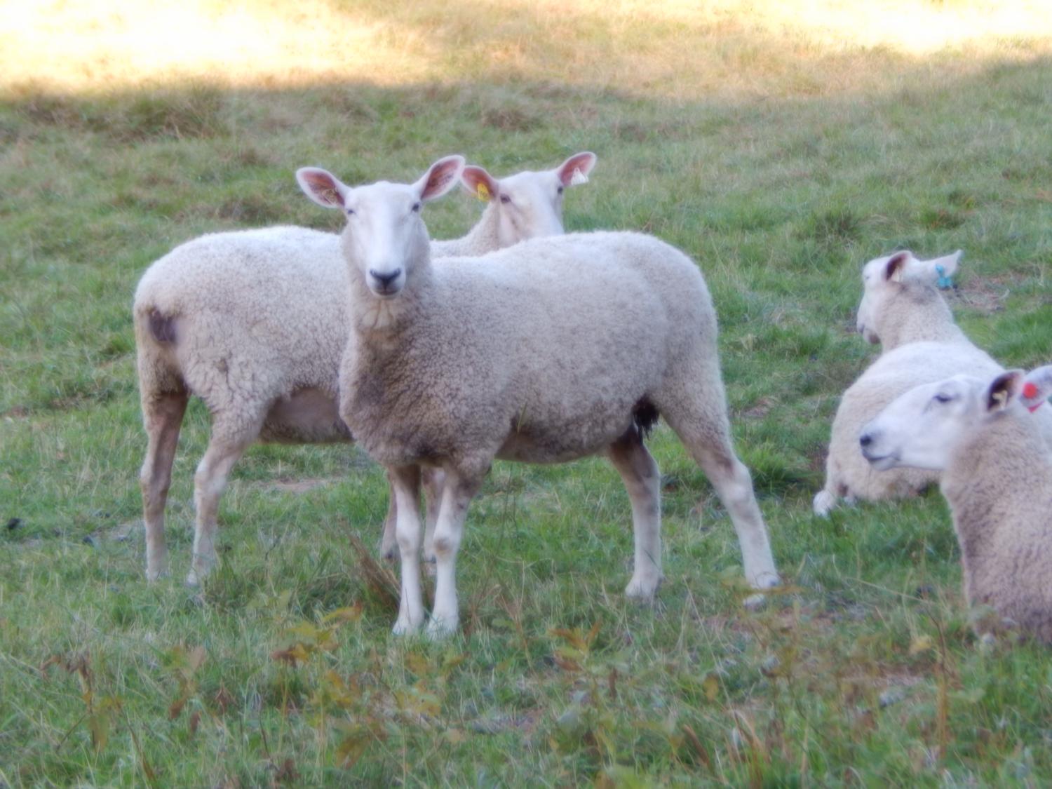 grazing animals home course