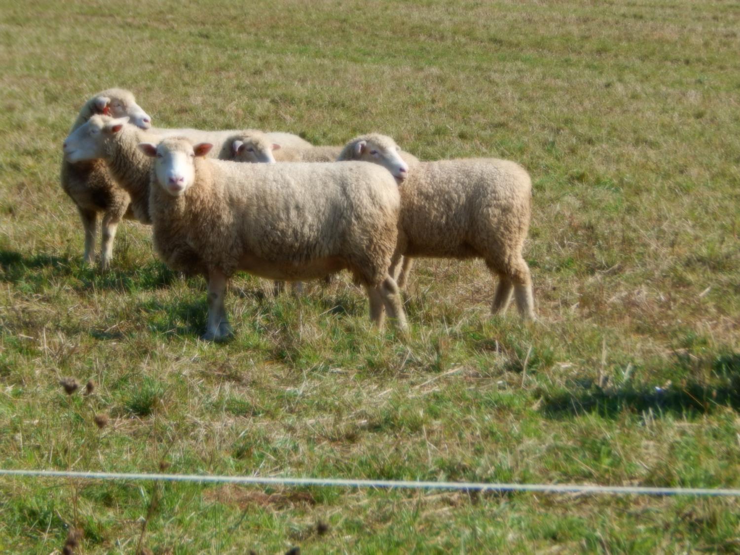 sheep for Extension workshop
