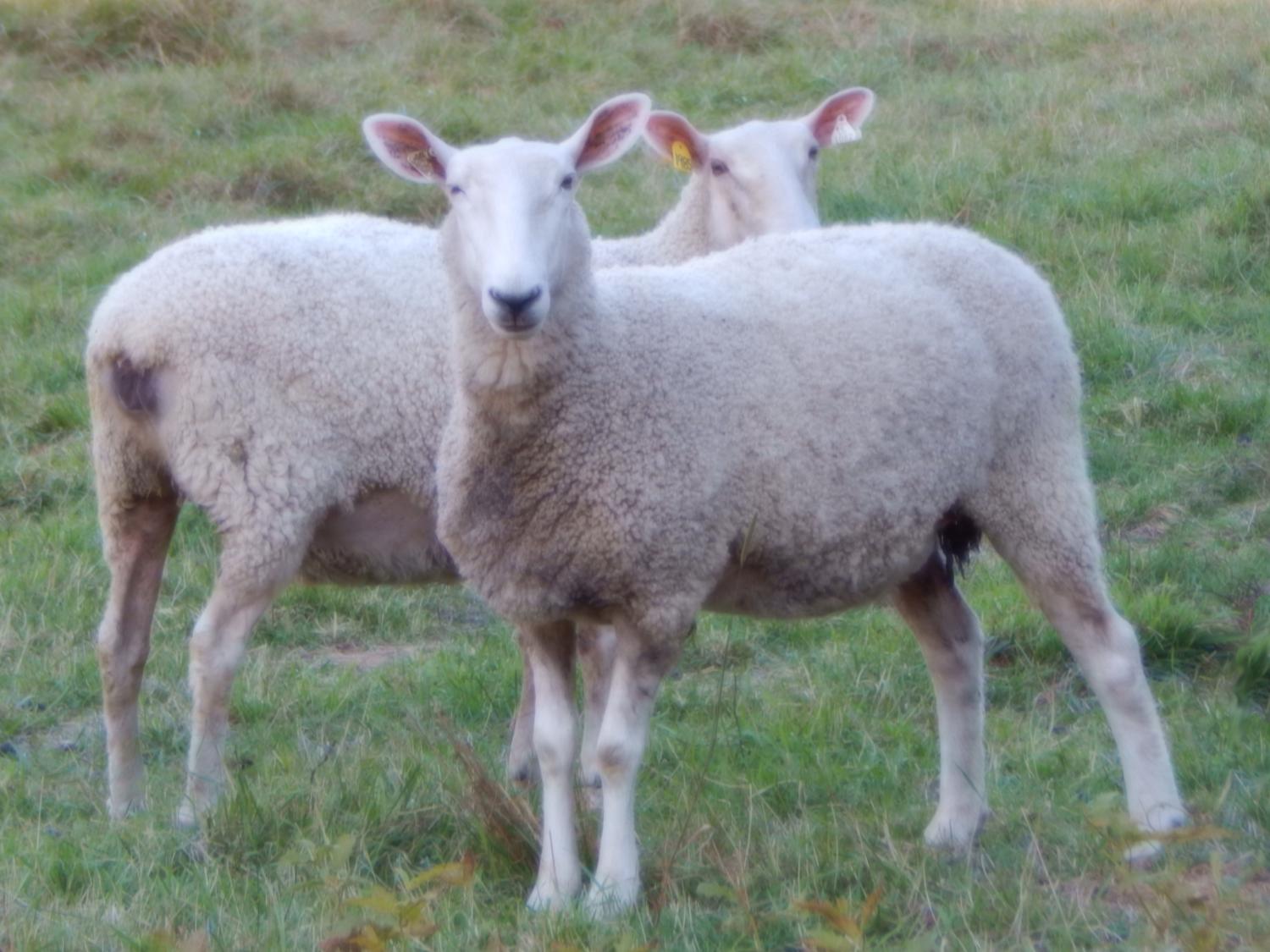 2 sheep