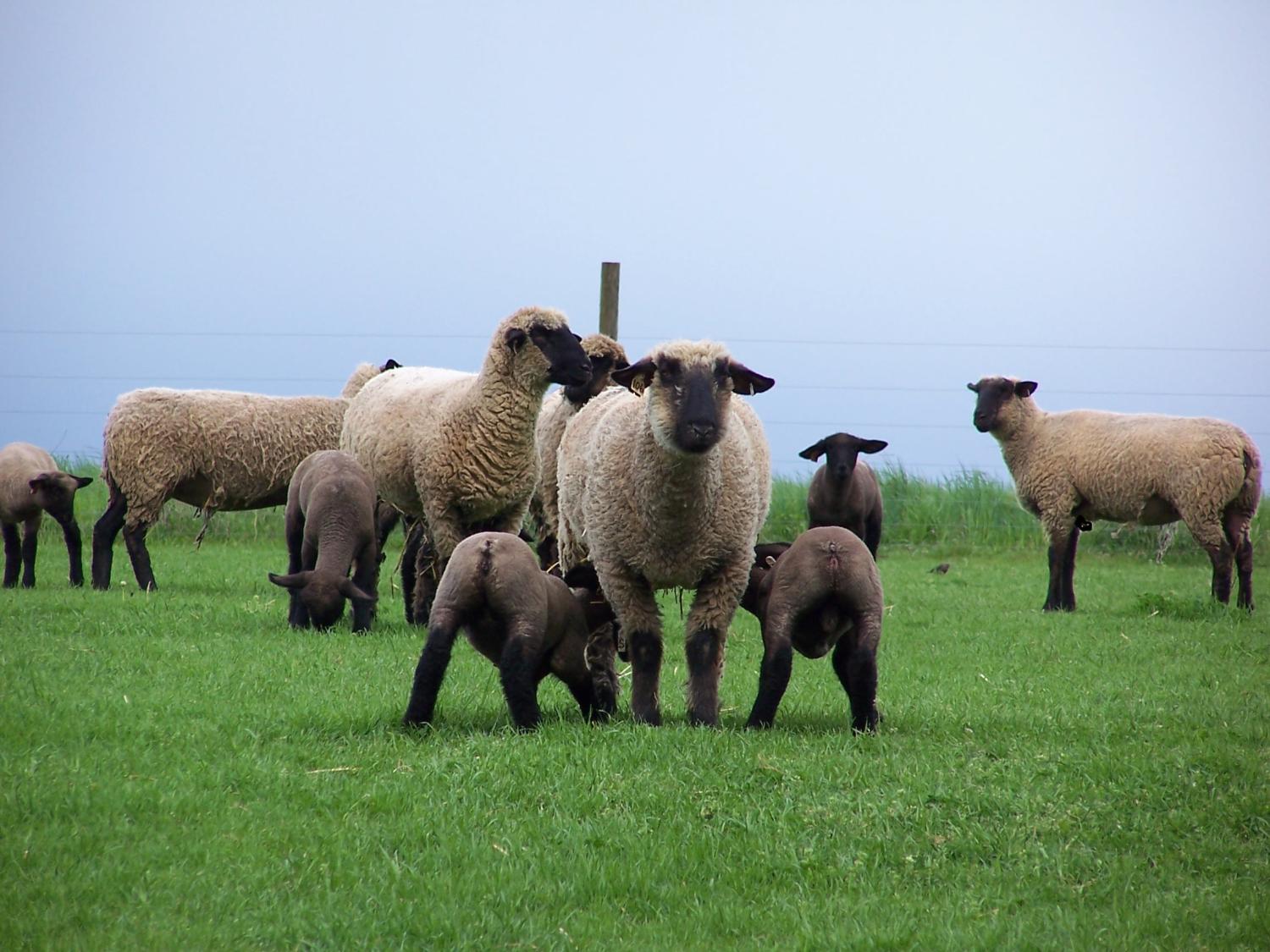 photo for Extension course on grazing